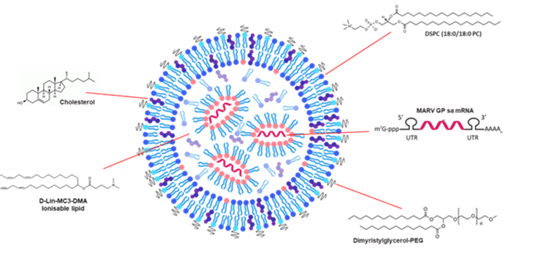 Illustration of a lipid nanoparticle (LNP) encapsulating mRNA. The central structure is a spherical particle with layered lipid bilayers composed of various molecules. Inside the particle, curly red strands represent “MARV GP sa mRNA” labeled with a 5’ cap (m7Gppp), untranslated regions (UTRs), and a poly-A tail. Five labeled components of the LNP structure are indicated with red arrows: 1. Cholesterol – Shown with a molecular structure and labeled on the left side of the nanoparticle. 2. D-Lin-MC3-DMA (Ionisable lipid) – Positioned on the lower left with its chemical structure. 3. DSPC (1,2-distearoyl-sn-glycero-3-phosphocholine; 18:0/18:0 PC) – Displayed on the upper right. 4. Dimyristoylglycerol-PEG – Shown on the lower right with its molecular structure and PEG tail. 5. MARV GP sa mRNA – Centered inside the nanoparticle with a schematic representation of the mRNA strand. The diagram visualizes how different lipids and cholesterol form a nanoparticle that encapsulates mRNA for delivery, commonly used in mRNA vaccine technology.