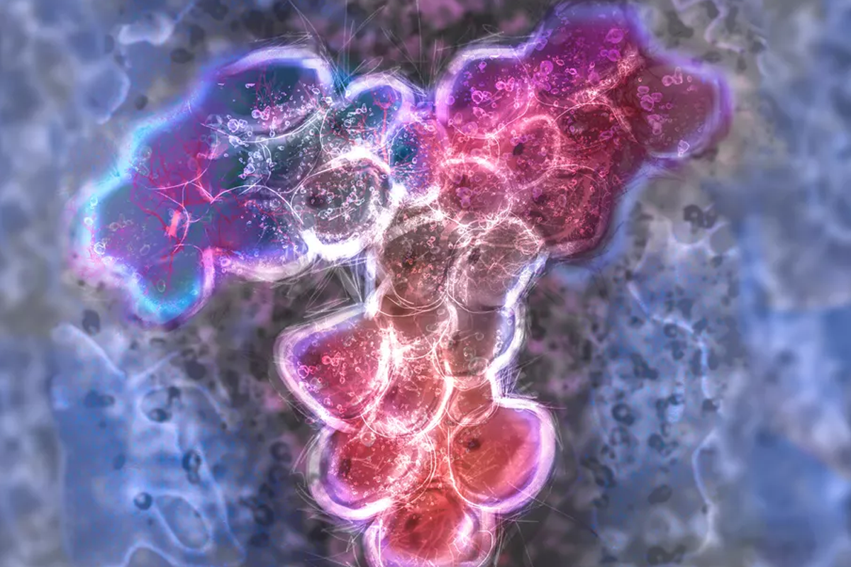A microscopic image of an antibody