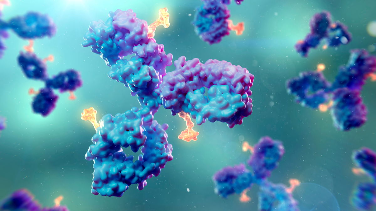 Illustration of antibody drug conjugates. Antibody drug conjugates can consist of a monoclonal antibody (blue/purple) and a cytotoxic payload (orange) for targeting and destroying specific cells in the body